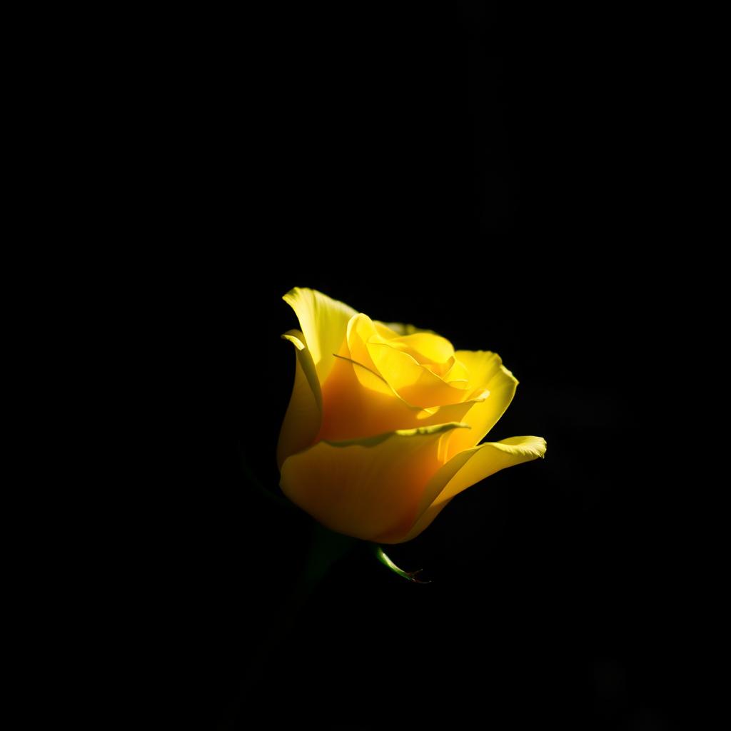 Yellow roses